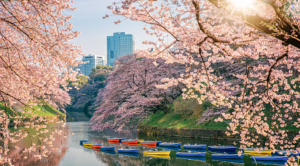 Cherry blossoms in Chidorigafuchi Park, Tokyo