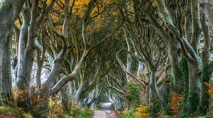 Road through the Dark Hedges in Northern, Ireland