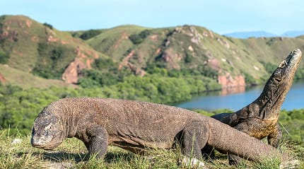 Komodo dragon, the biggest living lizard in the world, on Rinca Island, Indonesia.