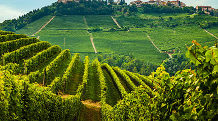 Vineyards on the hillside surrounding Novello in the Piedmont Region of Italy