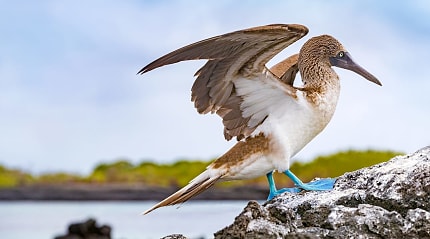 Blue-footed Boobie in the Galapagos Islands, Ecuador