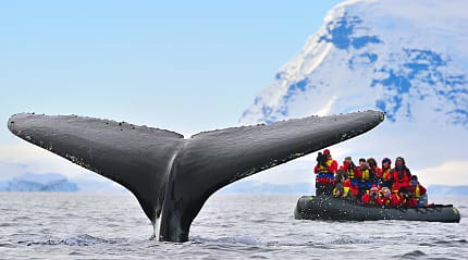 Tourist photographing a whale tale breaching the surface in Antarctica