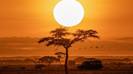 Orange sunset with silhouette of safari vehicle, trees and elephants