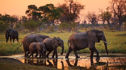 Elephants walking through water during sunset at the Moremi Game Reserve in the Okavango Delta, Botswana