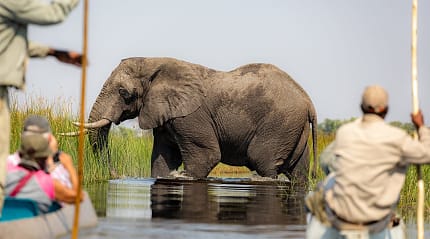 Travelers on mokora boat safari observing an elephant crossing the river in the Okavango Delta, Botswana