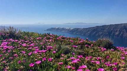 Wildflowers in Santorini, Greece