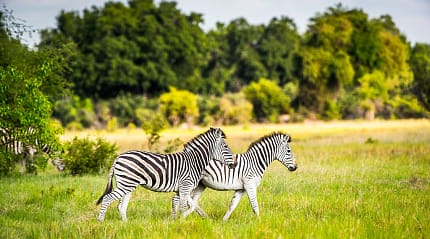 Zebras in the Okavango Delta, Botswana