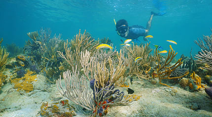 Tropical reef in Bocas del Toro, Panana