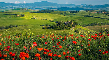 Red poppy flowers and rolling green hills in Val d'Orcia in Tuscany, Italy