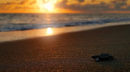 Newly hatched sea turtle on the beach in Corcovado National Park