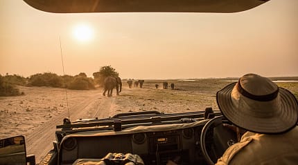 A safari guide drives toward elephants at sunset in Africa.
