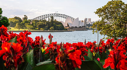 Flowers blooming, with the Sydney Opera House in the background.