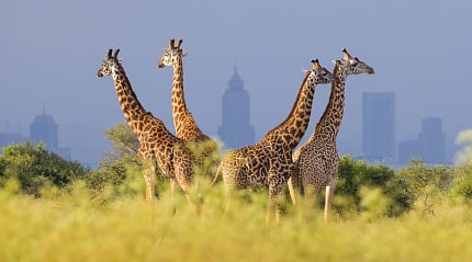 Nairobi National Park with the city skyline in the background