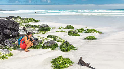 Traveler photographing an iguana on the beach at Santa Cruz Island in the Galapagos, Ecuador