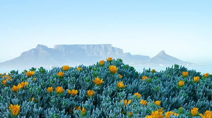 Carpet of wildflowers with Table Mountain in the background. 