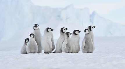 Emperor penguin chicks gathered in Antarctica