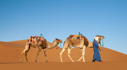 Dromedaries in the Sahara desert in Morocco