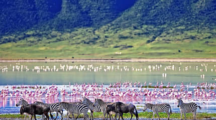 Zebra and wildebeests walking along a lake filled with flamingos in the Ngorongoro Crater, Tanzania