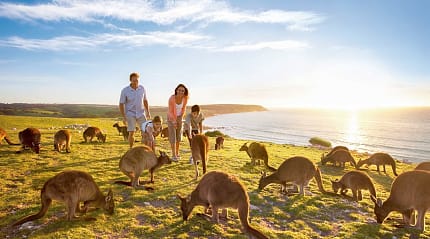 Family with kangaroos at Waves & Wildlife, North Coast Kangaroo Island, South Australia