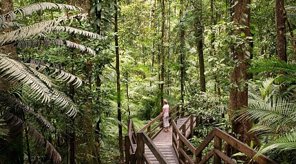 Daintree Rainforest in Queensland, Australia