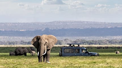 Observing elephants while on safari game drive in Kenya's Rift Valley
