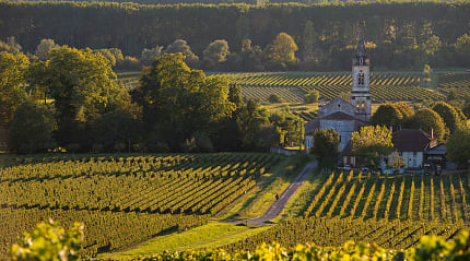 Vineyards in southwestern France
