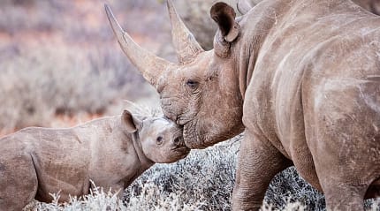 Female black rhino with her calf