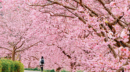 Woman walking through tunnel of cherry blossoms in Kawazu, Shizuoka