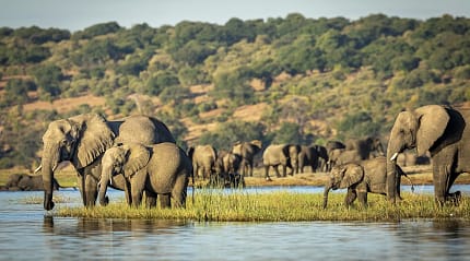 Herd of elephants along waterways of the Chobe River in Botswana