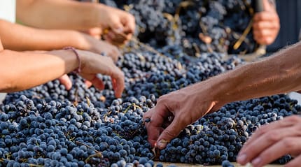 Grape harvest in Mallorca, Spain