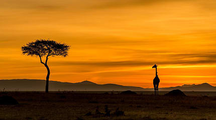 A lone giraffe and acacia tree during a sunset in the savanna.
