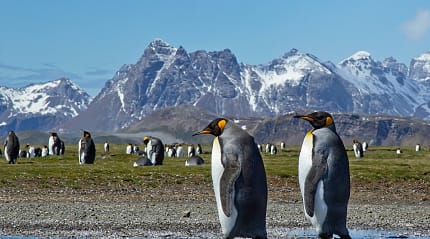 King Penguins on South Georgia Island
