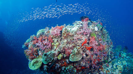 Colorful coral and fish in the Great Barrier Reef, Australia
