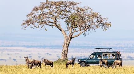 Great Wildebeest Migration in Kenya