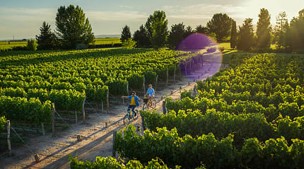 Couple cycling thought vineyards in Mendoza, Argentina