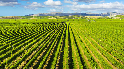 Vineyards in Marlborough, New Zealand