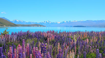 Lupines around Lake Tekapo, with mountains in the distance, in New Zealand