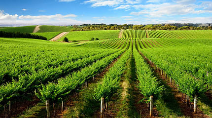 Vineyard in One Tree Hill, South Australia.