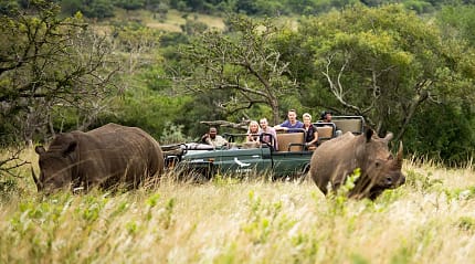 Group of travelers observing two rhinos from a jeep while on african safari game drive in South Africa