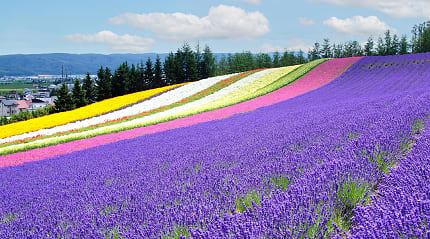 Flower field with lavender in Hokkaido, Japan