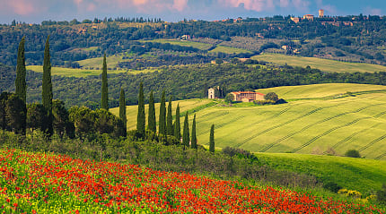 Summer Tuscany scenery with red poppy flowers and grain fields surrounding cute Vitaleta chapel and Pienza on the hill in Italy