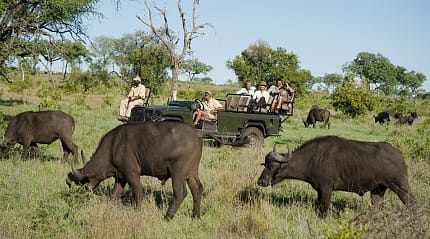 On safari in Kruger National Park, South Africa