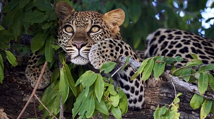 Leopard in a tree at Mombo Camp in Botswana
