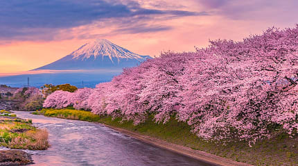 Cherry blossoms line the river with Mt Fuji in the distance