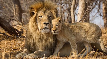 Father and cub at Kruger National Park, South Africa