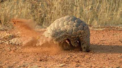Pangolin in nature, Namibia.