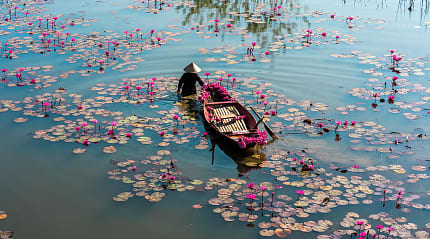 Farmer with boat harvesting waterlilies on the Yen River in Ninh Binh, Vietnam