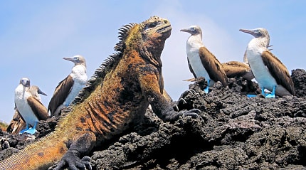 Marine iguana with blue footed boobies in the Galapagos Islands, Ecuador