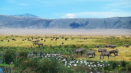 Wild animals surrounded by nature, Ngorongoro Crater, Africa