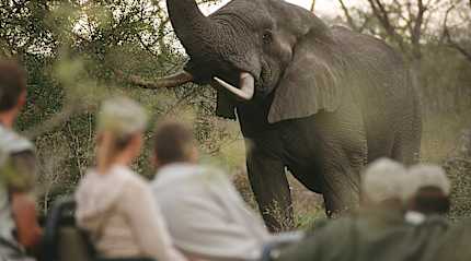 Encounter with an elephant during a safari in South Africa.